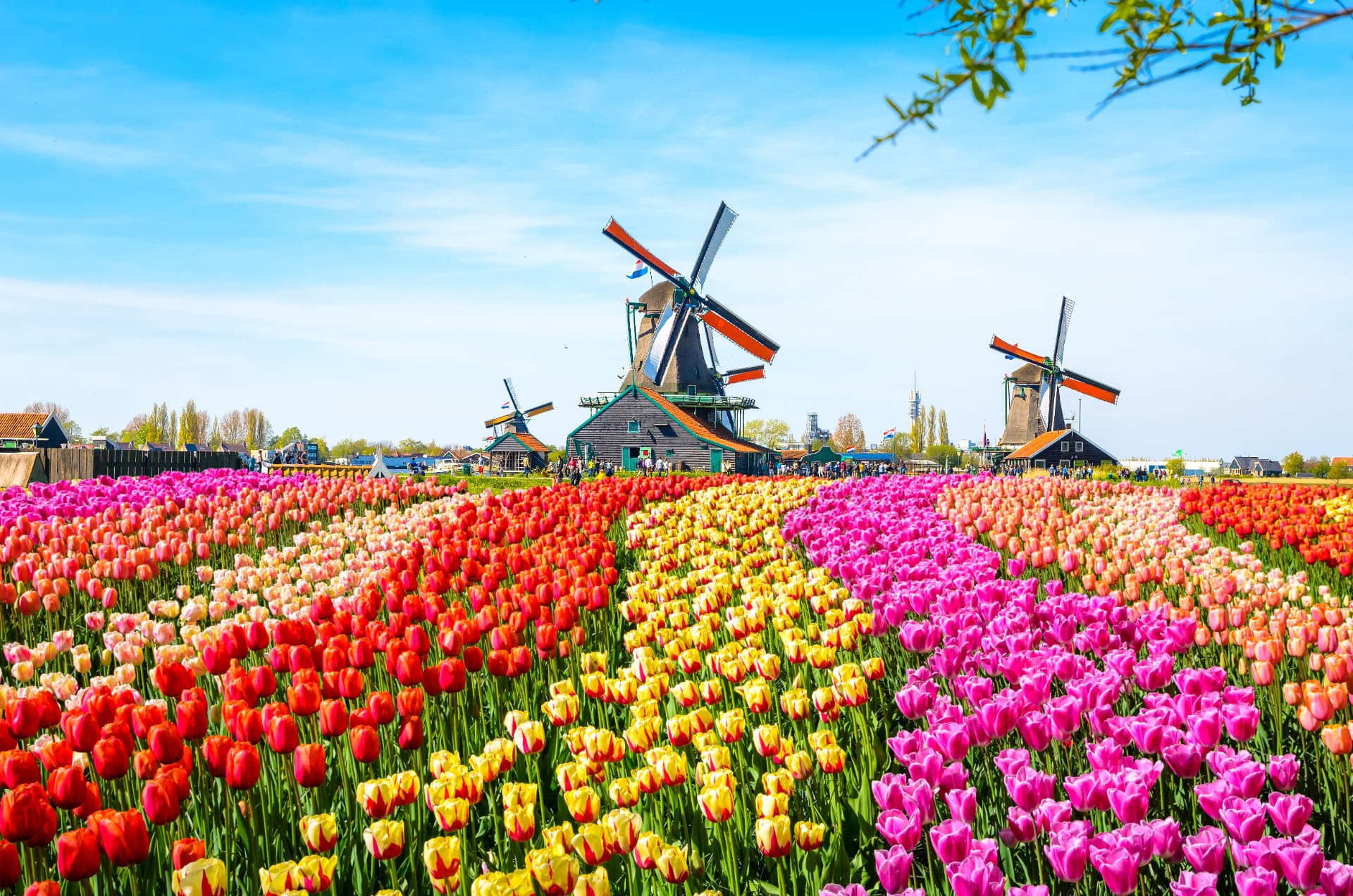 Dutch windmills and tulip fields in the Netherlands